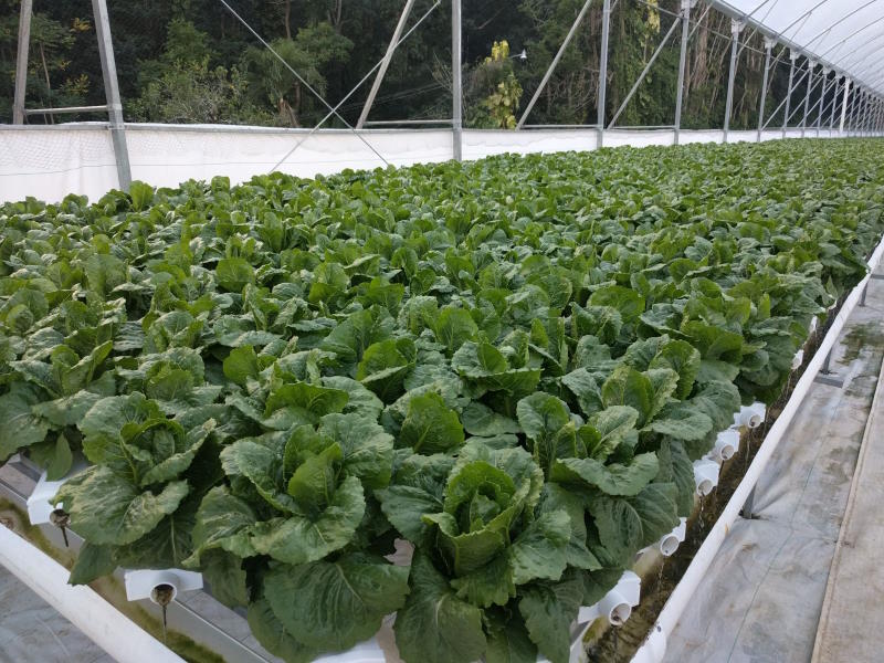 One chamber of the hydroponic greenhouse in Caguas, Puerto Rico